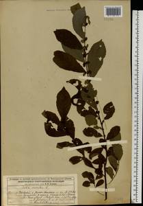 Salix aurita L., Eastern Europe, Volga-Kama region (E7) (Russia)
