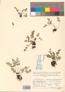 Asplenium ruta-muraria L., Eastern Europe, Northern region (E1) (Russia)