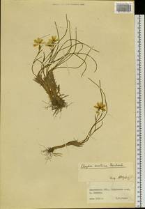 Gagea serotina (L.) Ker Gawl., Siberia, Russian Far East (S6) (Russia)