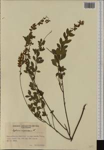 Cytisus nigricans L., Western Europe (EUR) (Romania)