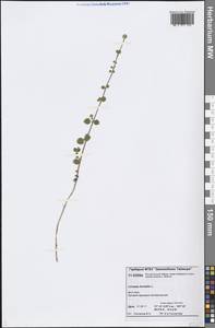 Linnaea borealis L., Siberia, Central Siberia (S3) (Russia)