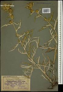 Cirsium leucocephalum subsp. leucocephalum, Caucasus, Georgia (K4) (Georgia)