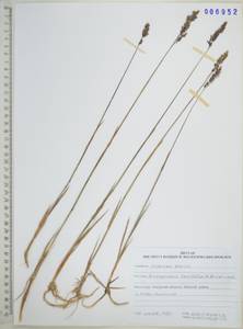 Arctagrostis latifolia (R.Br.) Griseb., Siberia, Russian Far East (S6) (Russia)