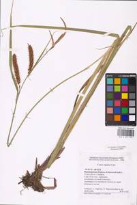 Carex riparia Curtis, Eastern Europe, Central forest-and-steppe region (E6) (Russia)