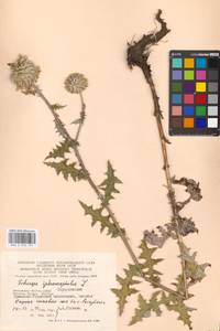 Echinops sphaerocephalus L., Eastern Europe, Moscow region (E4a) (Russia)