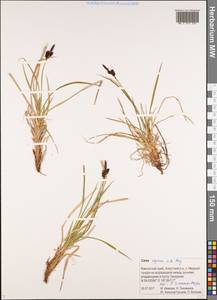 Carex stylosa C.A.Mey., Siberia, Chukotka & Kamchatka (S7) (Russia)