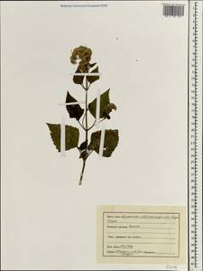 Chromolaena odorata (L.) R. King & H. Rob., South Asia, South Asia (Asia outside ex-Soviet states and Mongolia) (ASIA) (India)