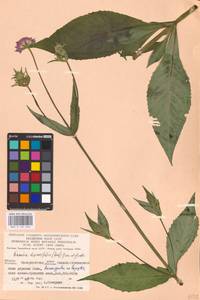 Knautia dipsacifolia (Host) Kreutzer, Eastern Europe, West Ukrainian region (E13) (Ukraine)
