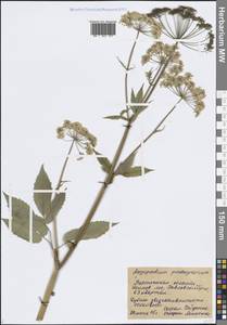Aegopodium podagraria L., Eastern Europe, Central forest-and-steppe region (E6) (Russia)