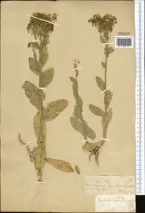 Lepidium chalepense L., Middle Asia, Syr-Darian deserts & Kyzylkum (M7) (Kazakhstan)