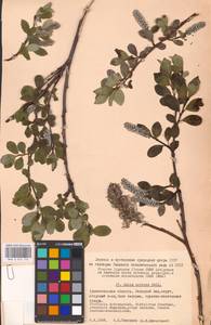Salix arctica Pall., Eastern Europe, Northern region (E1) (Russia)