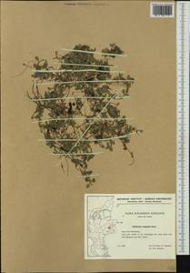 Callitriche stagnalis Scop., Western Europe (EUR) (Denmark)