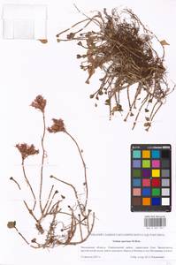 Phedimus spurius subsp. spurius, Eastern Europe, Moscow region (E4a) (Russia)