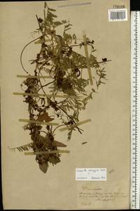 Cuscuta monogyna Vahl, Eastern Europe, Central forest-and-steppe region (E6) (Russia)