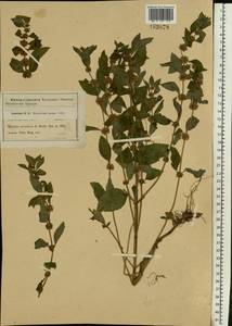 Mentha arvensis L., Eastern Europe, Moscow region (E4a) (Russia)