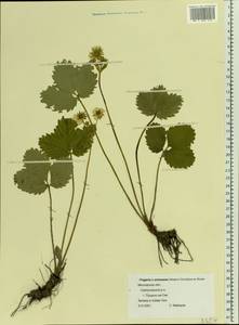 Fragaria ×ananassa (Weston) Rozier, Eastern Europe, Moscow region (E4a) (Russia)