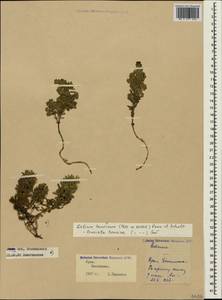 Cruciata taurica (Pall. ex Willd.) Ehrend., Crimea (KRYM) (Russia)