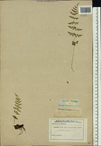 Cystopteris fragilis (L.) Bernh., Eastern Europe, North-Western region (E2) (Russia)