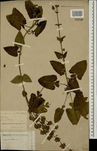 Salvia verticillata L., Caucasus, Georgia (K4) (Georgia)