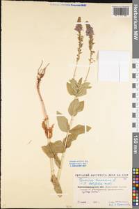 Veronica teucrium L., Eastern Europe, North Ukrainian region (E11) (Ukraine)