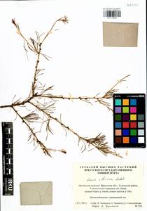 Larix sibirica Ledeb., Siberia, Baikal & Transbaikal region (S4) (Russia)