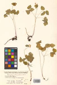 Thalictrum filamentosum Maxim., Siberia, Russian Far East (S6) (Russia)