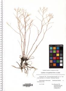 Lepidium coronopifolium Fisch., Eastern Europe, Middle Volga region (E8) (Russia)