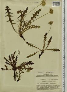Taraxacum officinale Weber ex F. H. Wigg., Siberia, Western Siberia (S1) (Russia)