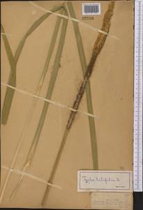 Typha latifolia L., Middle Asia, Dzungarian Alatau & Tarbagatai (M5) (Kazakhstan)