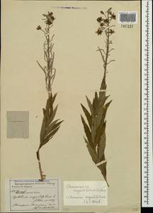 Chamaenerion angustifolium (L.) Scop., Crimea (KRYM) (Russia)
