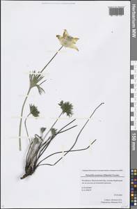 Pulsatilla patens (L.) Mill., Eastern Europe, Eastern region (E10) (Russia)