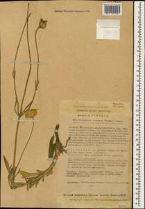 Cephalaria coriacea (Willd.) Roem. & Schult. ex Steud., Caucasus, Krasnodar Krai & Adygea (K1a) (Russia)