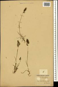 Poa bulbosa L., Caucasus, Azerbaijan (K6) (Azerbaijan)