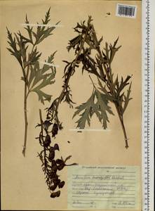 Aconitum kusnezoffii Rchb., Siberia, Russian Far East (S6) (Russia)