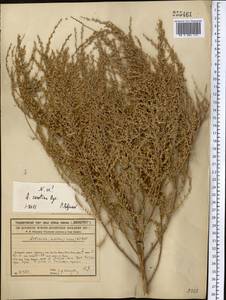 Artemisia oliveriana J. Gay ex DC., Middle Asia, Syr-Darian deserts & Kyzylkum (M7) (Kazakhstan)
