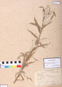 Salix viminalis L., Siberia, Altai & Sayany Mountains (S2) (Russia)