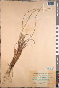 Iris tenuifolia Pall., Middle Asia, Muyunkumy, Balkhash & Betpak-Dala (M9) (Kazakhstan)