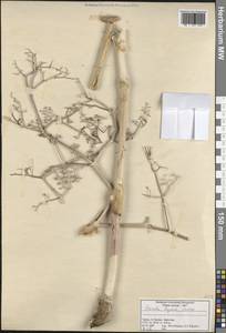 Ferula lycia Boiss., South Asia, South Asia (Asia outside ex-Soviet states and Mongolia) (ASIA) (Turkey)