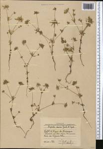 Asperula orientalis Boiss. & Hohen., Middle Asia, Western Tian Shan & Karatau (M3) (Uzbekistan)