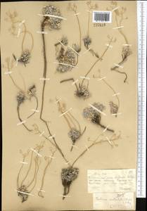 Galitzkya spathulata (Stephan ex Willd.) V.V.Botschantz., Middle Asia, Muyunkumy, Balkhash & Betpak-Dala (M9) (Kazakhstan)