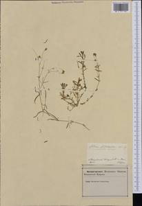 Heliosperma pusillum subsp. pusillum, Western Europe (EUR) (Slovenia)