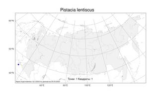 Pistacia lentiscus L., Atlas of the Russian Flora (FLORUS) (Russia)