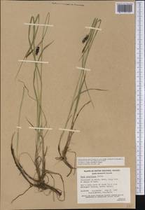 Carex pluriflora Hultén, America (AMER) (Canada)