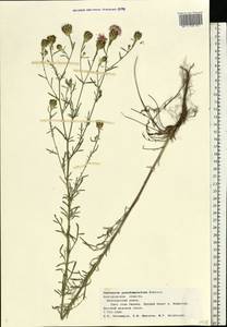 Centaurea pseudomaculosa Dobrocz, Eastern Europe, Central forest-and-steppe region (E6) (Russia)