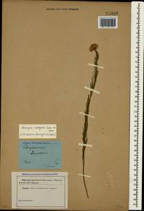 Galatella linosyris (L.) Rchb. fil., Crimea (KRYM) (Russia)