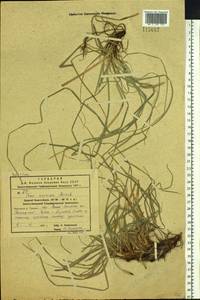 Carex pediformis var. macroura (Meinsh.) Kük., Siberia, Russian Far East (S6) (Russia)