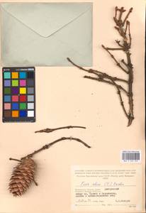 Picea abies (L.) H. Karst., Eastern Europe, Moscow region (E4a) (Russia)