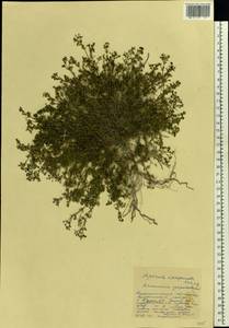 Asperula tephrocarpa Czern. ex Popov & Chrshan., Eastern Europe, Central forest-and-steppe region (E6) (Russia)