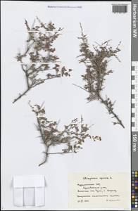 Atraphaxis spinosa L., Middle Asia, Kopet Dag, Badkhyz, Small & Great Balkhan (M1) (Turkmenistan)