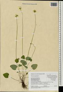 Parnassia palustris L., Eastern Europe, Central region (E4) (Russia)